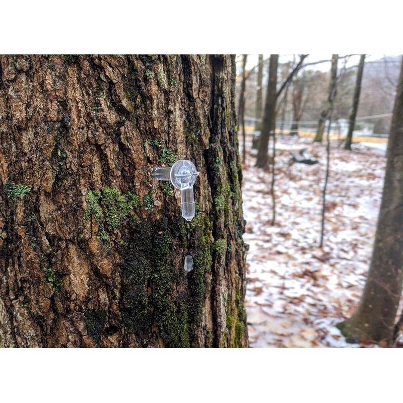 Maple Syrup Supplies 20 Maple Syrup Clear Plastic 5/16" Tubing