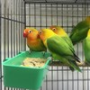 18 comederos de plástico para pájaros, jaulas de alimentos colgantes