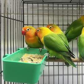 18 comederos de plástico para pájaros, jaulas de alimentos colgantes para aves de corral, palomas, loros, periquitos