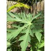 Fresh Papaya Leaves 4 oz.
