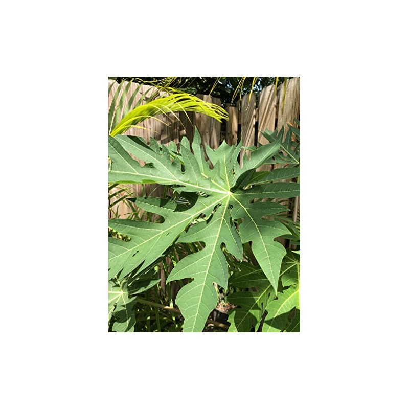 Fresh Papaya Leaves 4 oz.