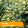 Herb Pharm Certified Organic Fennel Liquid Extract for Digestive System