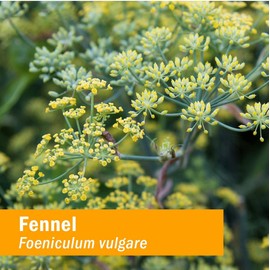 Herb Pharm Certified Organic Fennel Liquid Extract for Digestive System Support - 1 Ounce (DFENN01)