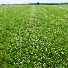 TomorrowSeeds - Dutch White Clover Seeds - 1/4 Pound - for 2025 Planting Lush Lawn Cover Landscape Clovers Grass Alternative Creeping Mat Annual Cover Crop Non-GMO Heirloom Grow Your Own Home Farm