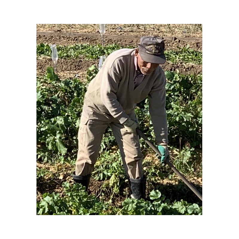 にんにくスプラウト（発芽にんにく）タブレット100粒 25g 1粒に発芽にんにく末200mg配合 にんにくサプリメント スコルジン アリシン