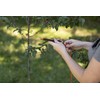 MASTER MARK Tree Staking Kit