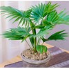 FUN AND GROW SEEDS: Seeds Chinese Fan Palm Livinstona Indoor
