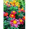 Mixed Marigold Seeds Flower Plant Bonsai Home Decor 200 Pcs