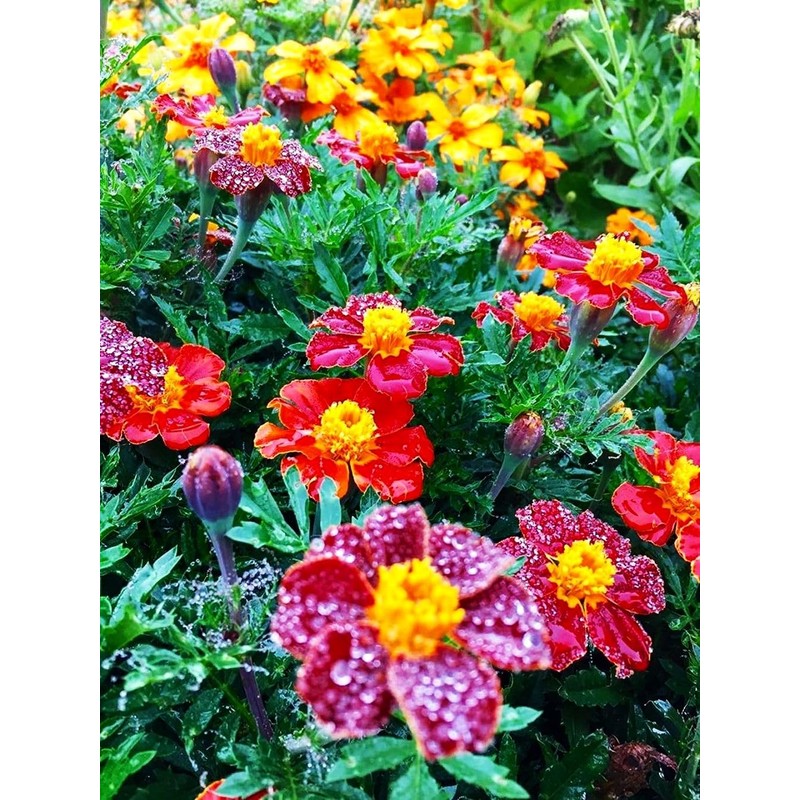 Mixed Marigold Seeds Flower Plant Bonsai Home Decor 200 Pcs