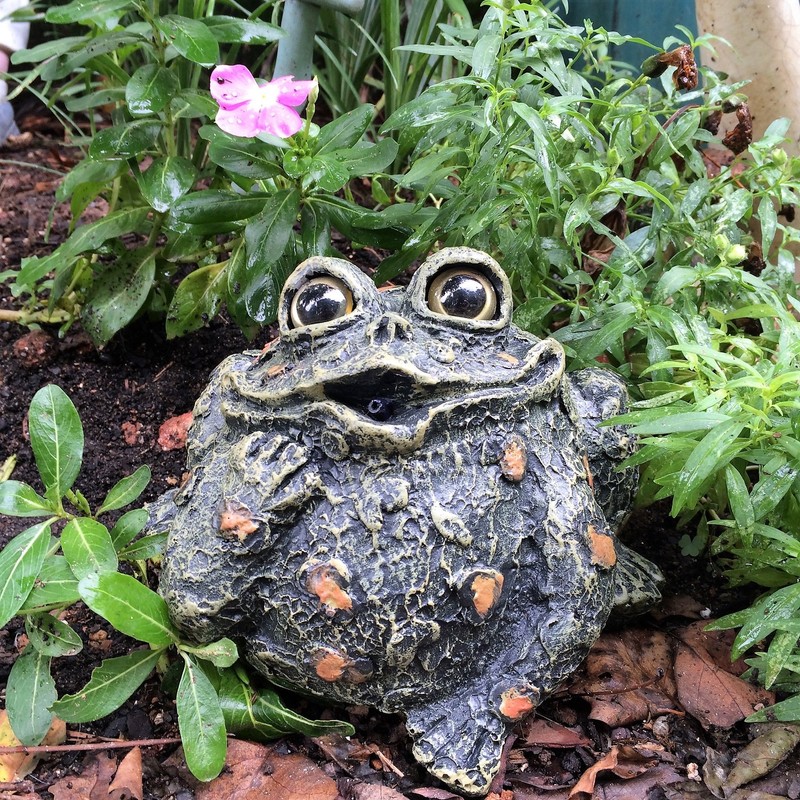 Toad Hollow "Romeo Motion Activated Whistling Toad Statue 6", Natural