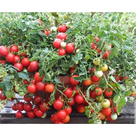 Tomato Cherry Maskotka Cascading Trailing Dwarf Bush Tomato 50+ Seeds for Planting Non-GMO