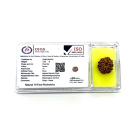 Certified 10 Mukhi Rudraksha (Ten Faces) - Capricorn & Aquarius Birthstone - Solar Plexus Power