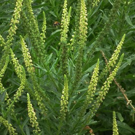 Weld Seeds (Reseda luteola) Packet of 50 Seeds