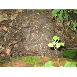 WILD LEEK RAMP SEEDS RAMSOM BEARS WILD GARLIC 2024 WILD LEEK RAMPS 700 SEEDS 1/2 oz RAMSOM BEARS GARLIC  ALLIUM TRICOCCUM A++