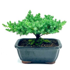 Live Dwarf Juniper Bonsai Tree | Indoor/Outdoor | 100% Handcrafted| Home and Office Décor | Best Gift for Holiday Small