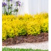 Southern Living Plant Collection SL-53Q Sunshine Ligustrum, 2.5 qt, Full