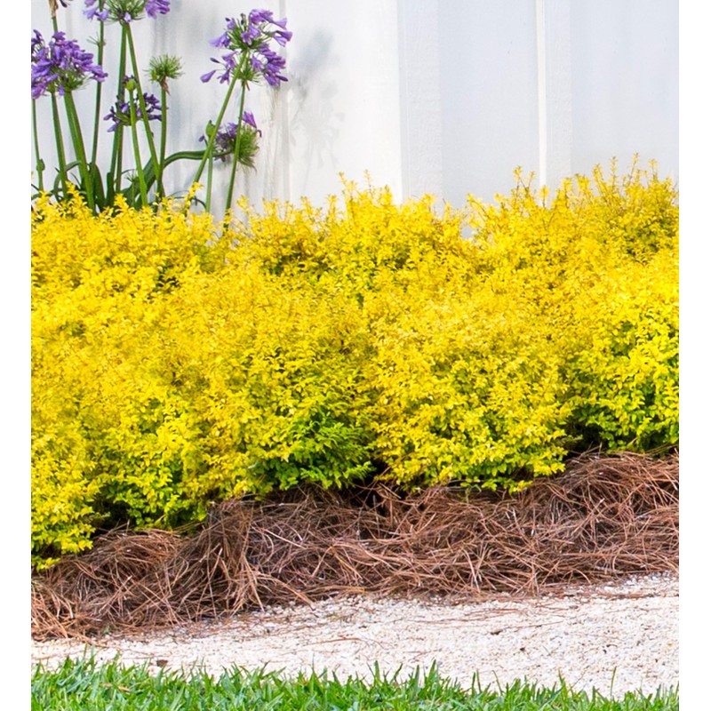 Southern Living Plant Collection SL-53Q Sunshine Ligustrum, 2.5 qt, Full
