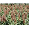 CZ Grain Sweet Sugar Drip Sorghum Seeds - 200 Seeds