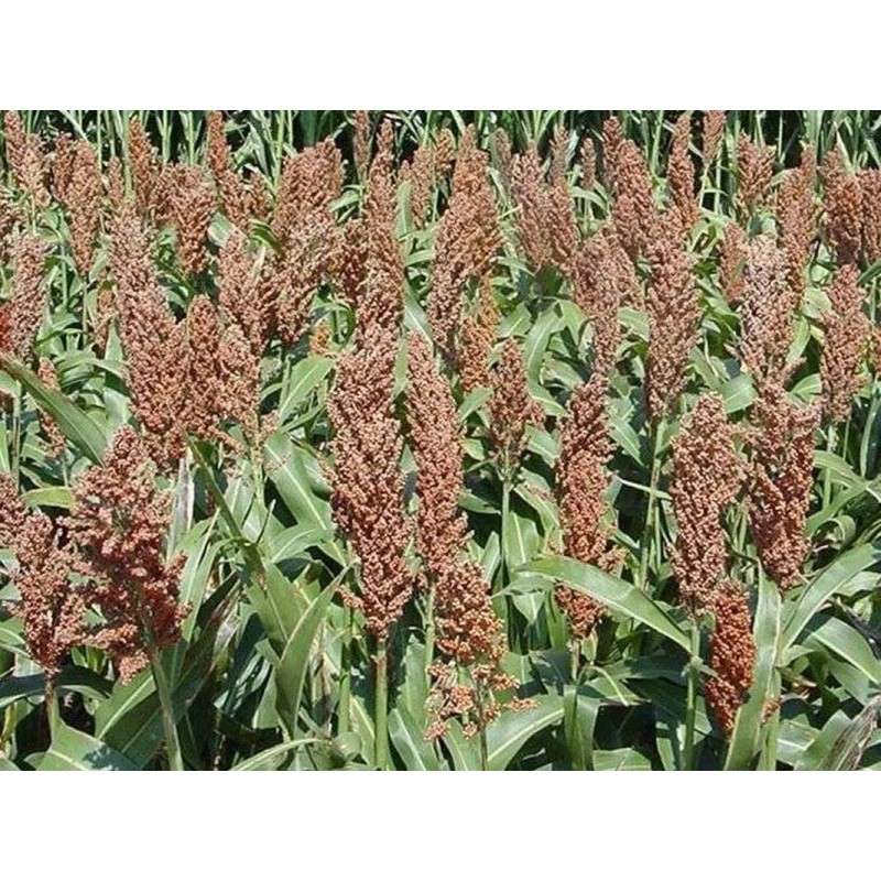 CZ Grain Sweet Sugar Drip Sorghum Seeds - 200 Seeds