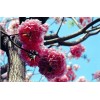 Hortaflor 40 Semillas Roble Rosado Tabebuia Selección Árbol Exótico