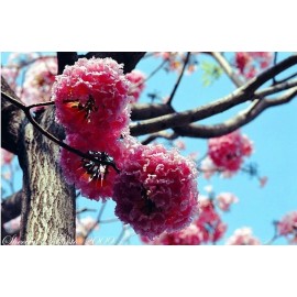 Hortaflor 40 Semillas Roble Rosado Tabebuia Selección Árbol Exótico