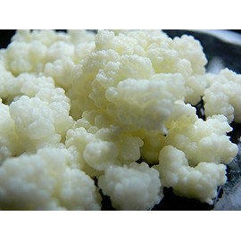 Active Milk Kefir Grains