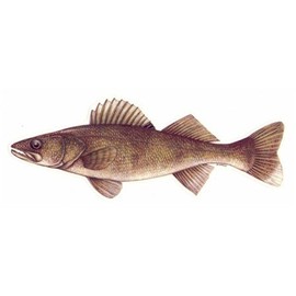 Fish Stix Walleye Decal