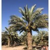 Global Foods MEDJOOL DATES- 2 LB GIFT BOX. JUICY&TASTY...