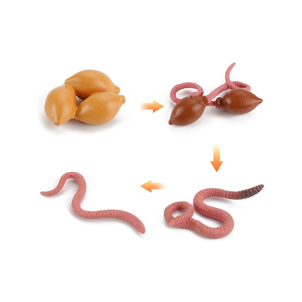 Animal Life Cycle Toy Set, Earthworm Life Cycle Set, Forest