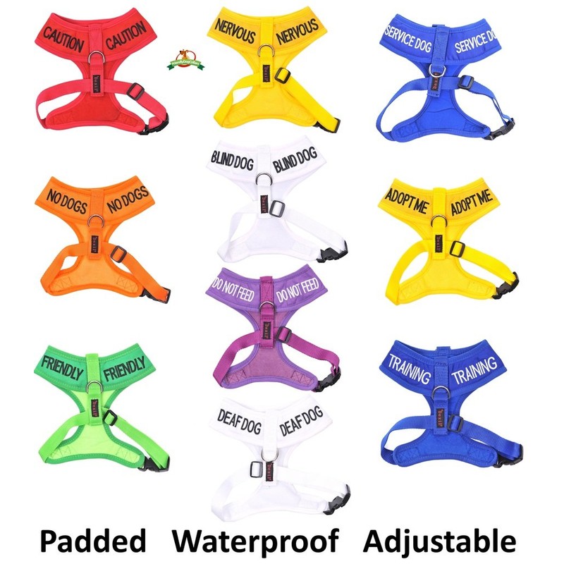 FRIENDLY (Known as Friendly) Green Colour Coded Neoprene Padded Dog