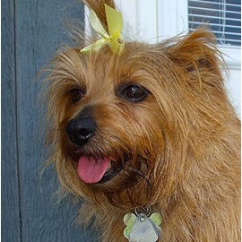 Norfolk Terrier Dog Greeting Card - Square