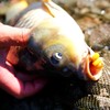 PRO FILSTAR Artificial Bait Set Corn 20 Yellow Pieces -