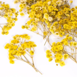50 Pcs Baby's Breath Real Natural Dried Pressed Flowers for Wedding DIY Crafts Home Decor Resin Art Card Making Vase Arrangements (Yellow)