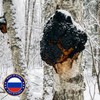 러시아 차가버섯 분말 100% 120g, 120g, 1개 100% Chaga Mushroom
