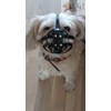 L&J Pets Uk Leather Dog Muzzle for Shih Tzu and