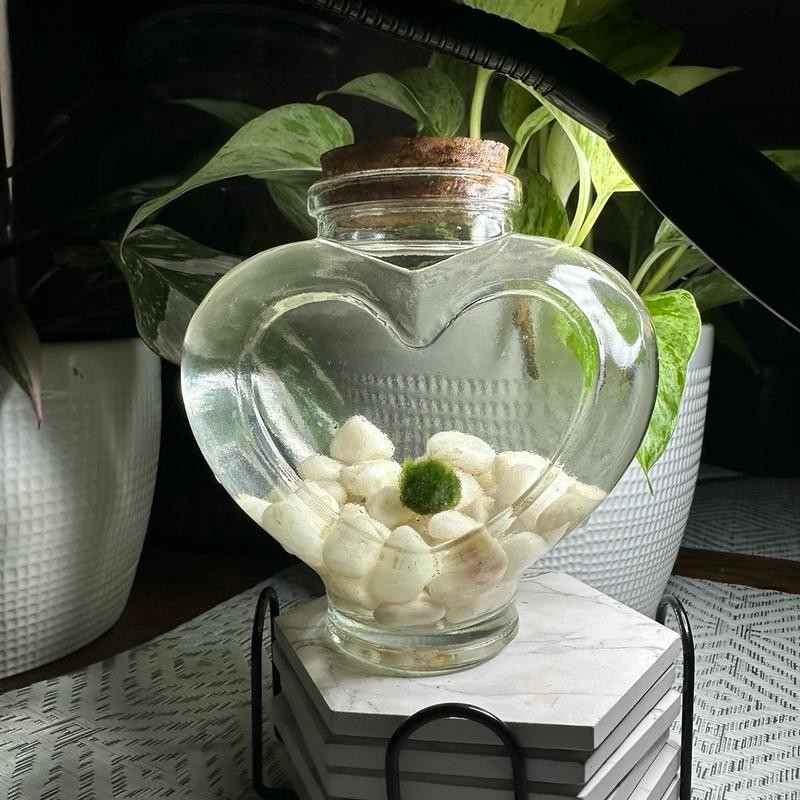 LoveBalls: Marimo Moss Balls - Moss Ball Quantity: 2 Moss