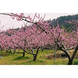 Contender Peach - Live Fruit Tree Shipped 1-2 Feet Tall by DAS Farms (No California)