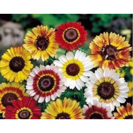 Southeast Seeds Painted Daisy Seeds, Tricolor, Chrysanthemum carinatum, Variety Sizes, FREE SHIP - 12k Seeds or 1 OZ
