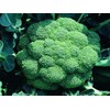 500 Broccoli Seeds | Non-GMO | Fresh Garden Seeds |