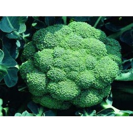 500 Broccoli Seeds | Non-GMO | Fresh Garden Seeds | Heirloom Green Sprouting Waltham | Made in USA. Ships from Iowa