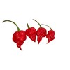 Trinidad Scorpion Hot Pepper 10 + seeds HOTTER than the