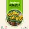Sunflower Seeds ‘Alto Giallo’ – Tall Bright Yellow Flowers –