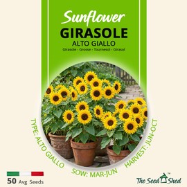 Sunflower Seeds ‘Alto Giallo’ – Tall Bright Yellow Flowers – Easy to Grow Annual Garden Flower