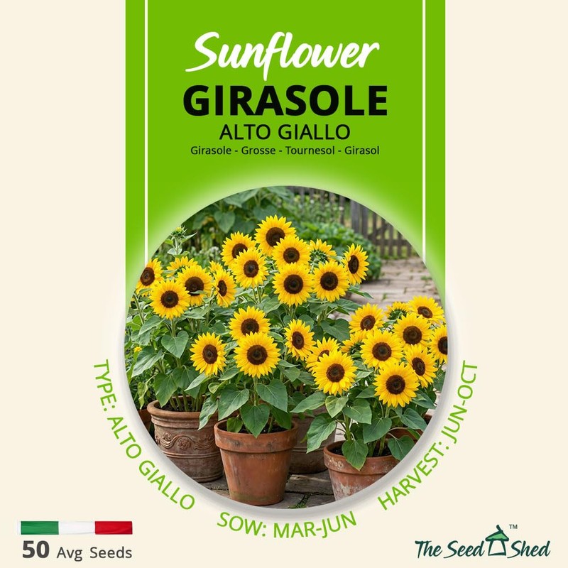 Sunflower Seeds ‘Alto Giallo’ – Tall Bright Yellow Flowers –