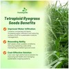 Outsidepride Ryegrass Seeds - 50 lb. Annual, Hardy & Fast-Growing,