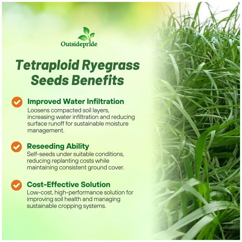 Outsidepride Ryegrass Seeds - 50 lb. Annual, Hardy & Fast-Growing,