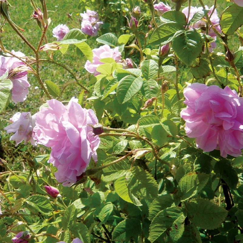 NEAL'S YARD REMEDIES Rose Conditioner Treatment, 6.8 fl oz (200