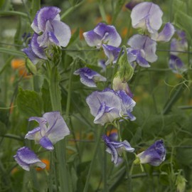 Outsidepride 100 Seeds Annual Lathyrus Odoratus Bicolor Blue Ripple Sweet Peas Vine Seed for Planting