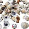 Oyster Oasis | Oyster Shells 2"-3" | 24 Pieces •
