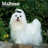 Maltese | 2024 12 x 24 Inch Monthly Square Wall